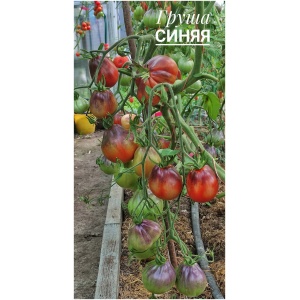 Томат Синяя груша (20шт)